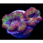 Acan - Lord Rainbow - Image 3
