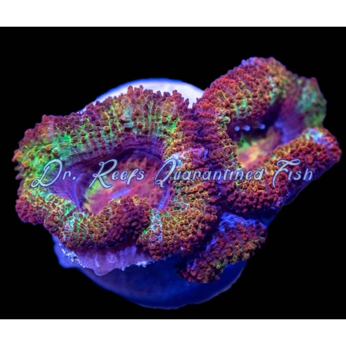 Acan - Lord Rainbow - Image 3