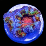 Acan - Lord Rainbow - Image 4