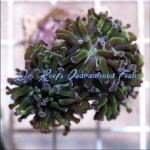 Hammer - Bicolor Frag