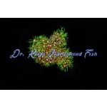 Branching Green Star Polyp