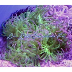 Long Tentacle Anemone (Colored)