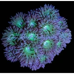 Duncan Polyp Neon - Aussie (Colony)