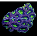 Favia Dragon Soul - Aussie