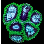 Favia - Darwin Green