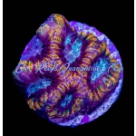 Favia - Darwin Ultra Gold