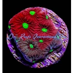 Favia - War Coral