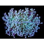 Frogspawn Branch Indo