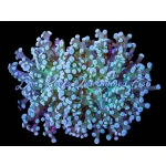 Frogspawn Branch Indo
