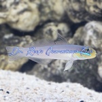 Golden Head Sleeper Goby