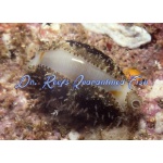 Gold Ring Cowrie