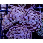 Hammer Branch Gold Cultured