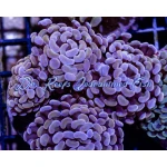 Hammer Branch Gold Cultured