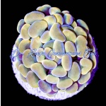 Hammer - Gold Indo (Per Head)