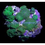 Rock Mushroom - Green