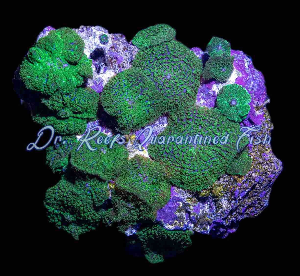 mushroom green Rock Mushroom - Green - Image 1