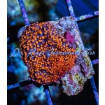 Mushroom Interstellar - Aussie