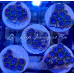 Zoanthid - Neptune’s Treasure Micro