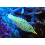 Orange Spotted Filefish