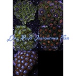 Zoanthid - Palau Assorted