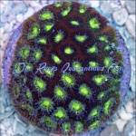 Favia - Palau Eggplant Emoji Frag