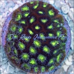 Favia - Palau Eggplant Emoji Frag