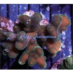 Stylophora -  Pink and Green