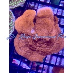 Montipora - Red Cap