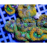 Ricordia Florida Orange