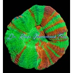 Scoly Ultra Bleeding Apple - Aussie