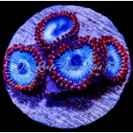 Zoanthid - Spider Man