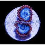 Zoanthid - Spider Man - Image 2