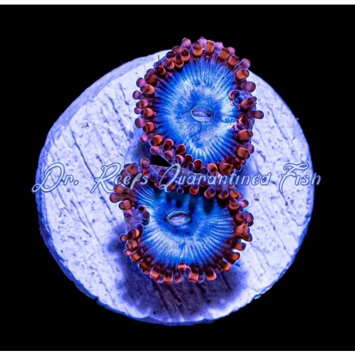 Zoanthid - Spider Man - Image 2
