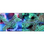 Birdsnest Thick Green Frag