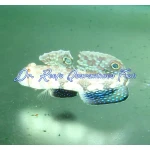 Twin Spot Goby