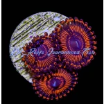 Zoanthid - Twizzler