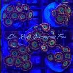 Zoanthid - Ultra Carolina Candy