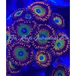 Zoanthid - Ultra Carolina Candy - Image 2