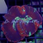 Brain Wells - Multicolor