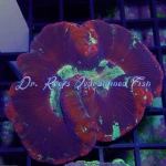 Brain Wells - Multicolor
