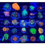 Cultured Coral Frag Pack - Assorted Corals