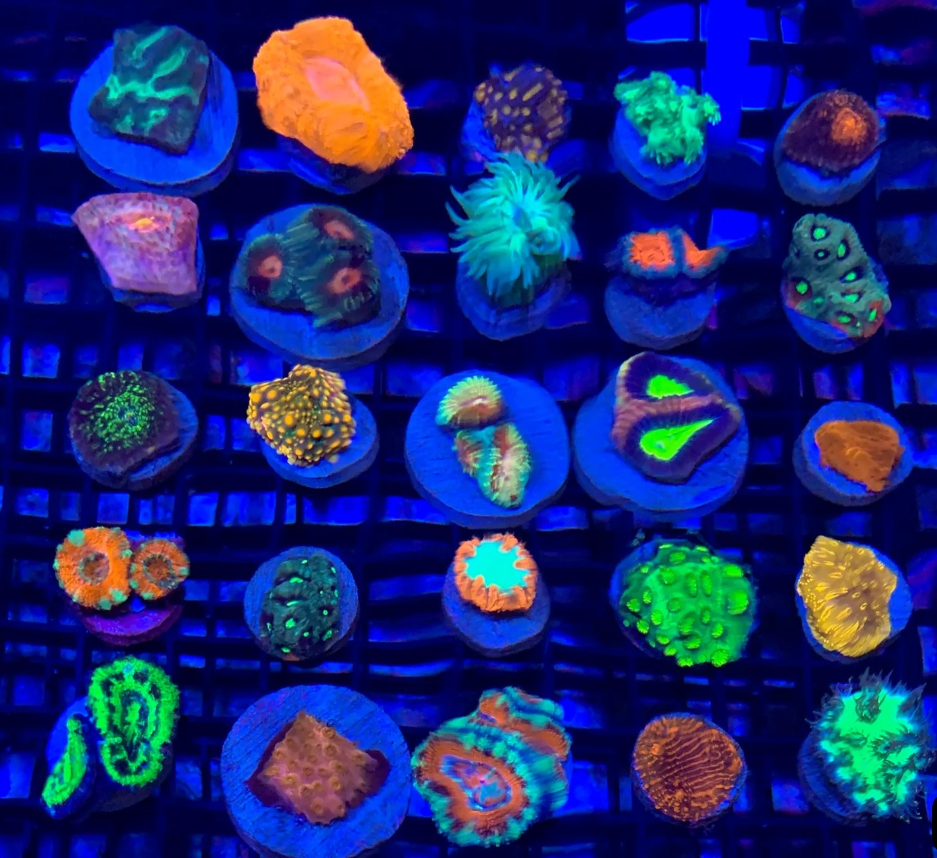 WhatsApp Image 2025-12-05 at 9.42.56 PM Cultured Coral Frag Pack - Assorted Corals - Image 1