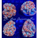 Acan - Lord Ultra Embers On Ice