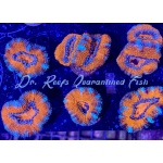 Acan - Lord Ultra Fire Pit