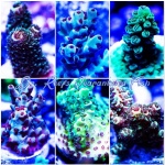 Acropora - Cultured Packs