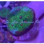 Chalice - Alien Eye (Aussie)