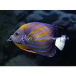 Annularis Angelfish (Adult)
