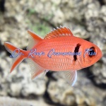 Big Eye Black Bar Soldierfish