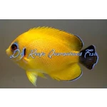 Blacktail Lemonpeel Angelfish