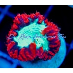 Blastomussa Wellsi - Red/Green (Aussie)